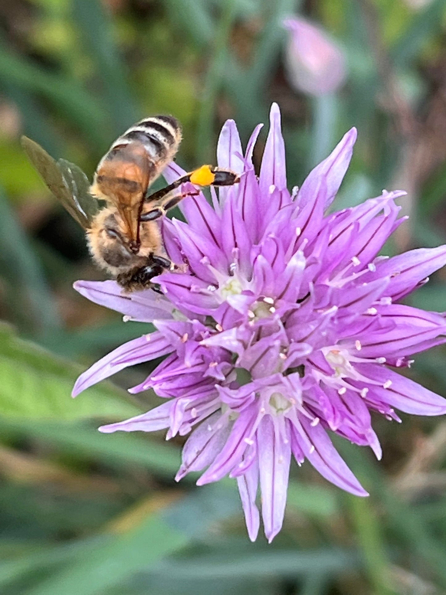 Organically grown Chive Seeds