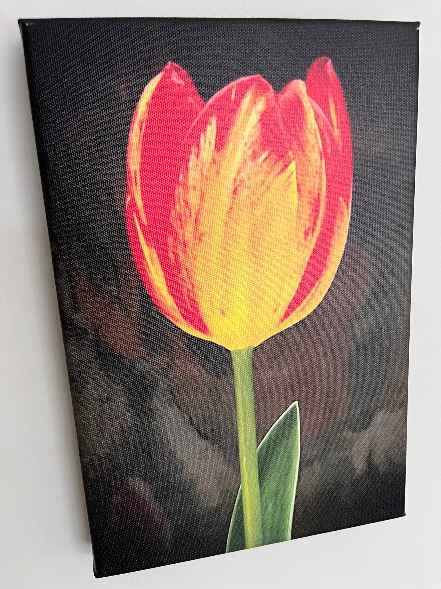 20cm x 30cm Canvas Print - Tulip
