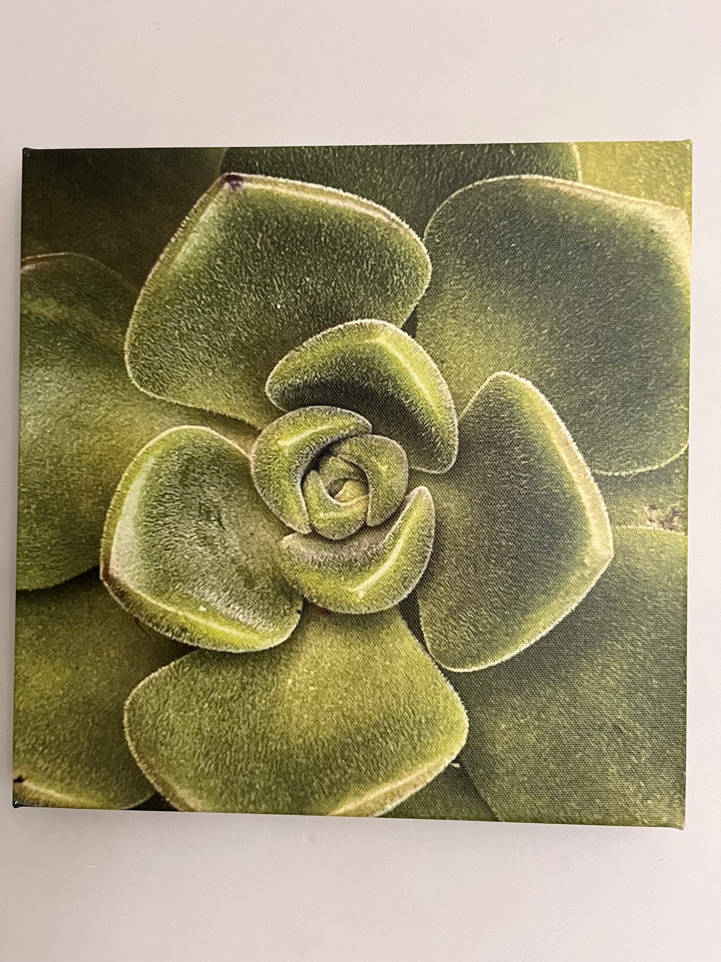 30cm x 30cm Canvas Print - Green succulent