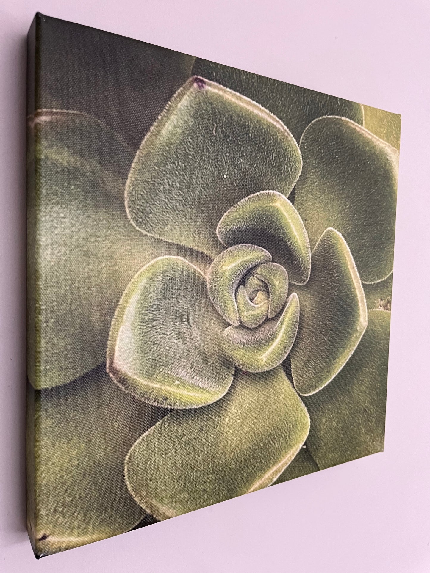 30cm x 30cm Canvas Print - Green succulent
