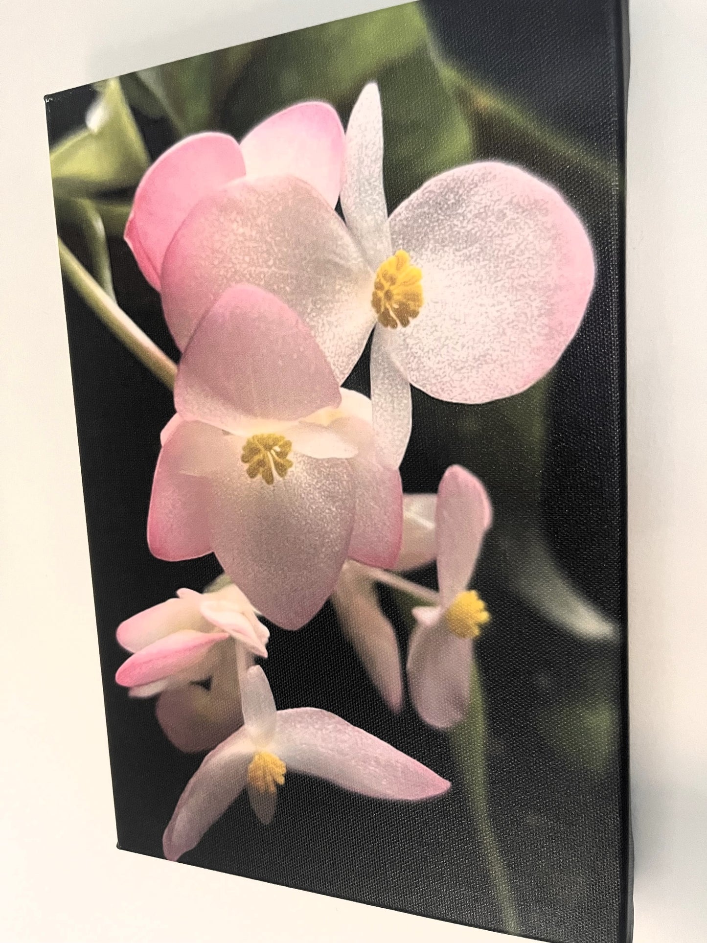 20cm x 30cm Canvas Print - Polka Dot Begonia Flower