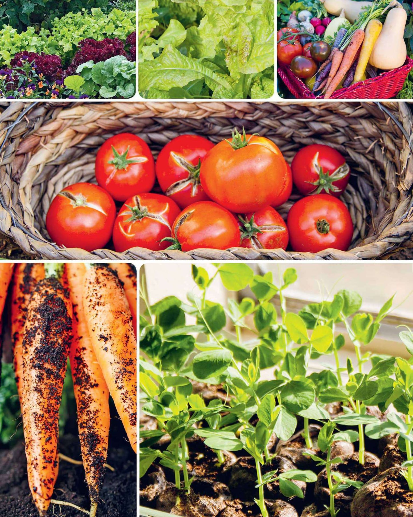 Organic Gardening for Everyone: Homegrown Vegetables Made Easy - No Experience Required!