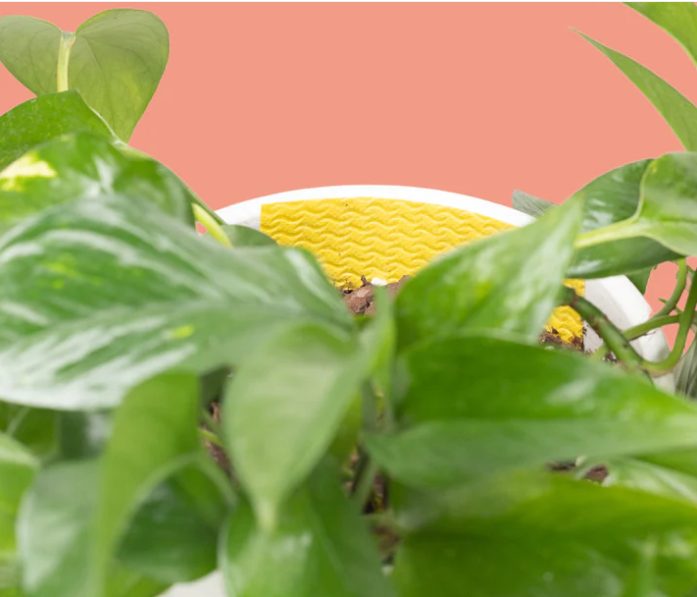 Compostable Gnat Traps - by We The Wild