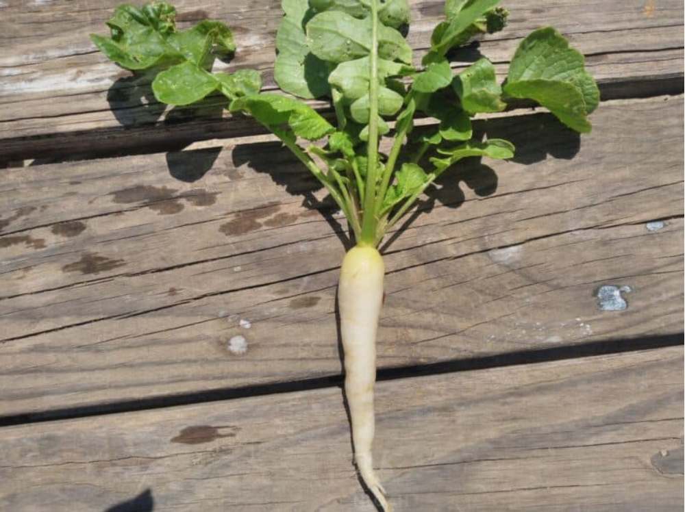 Organic White Icicle Radish Seeds