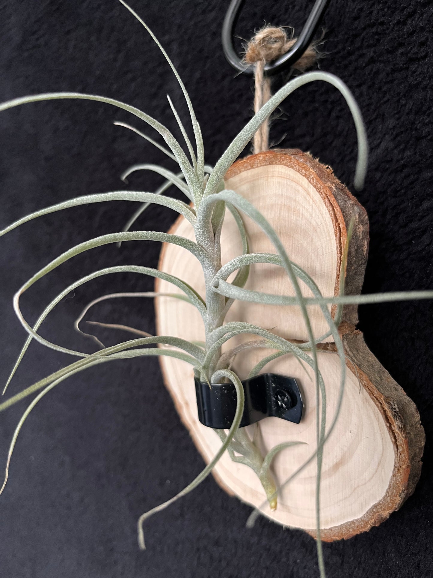Air Plant - Tillandsia Incarnata (Queroensis) with hanging timber mount