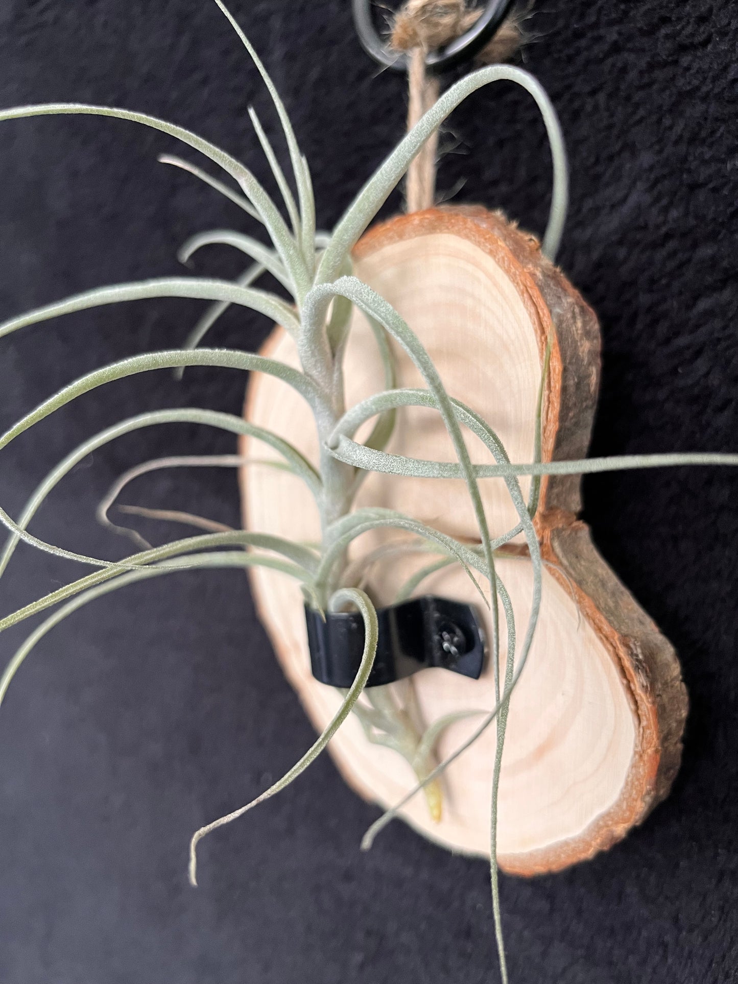 Air Plant - Tillandsia Incarnata (Queroensis) with hanging timber mount