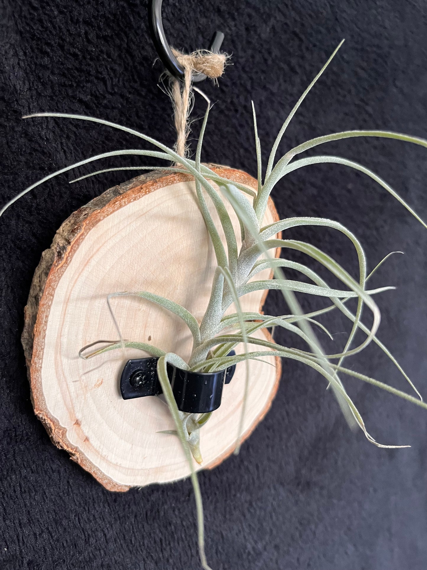 Air Plant - Tillandsia Incarnata (Queroensis) with hanging timber mount