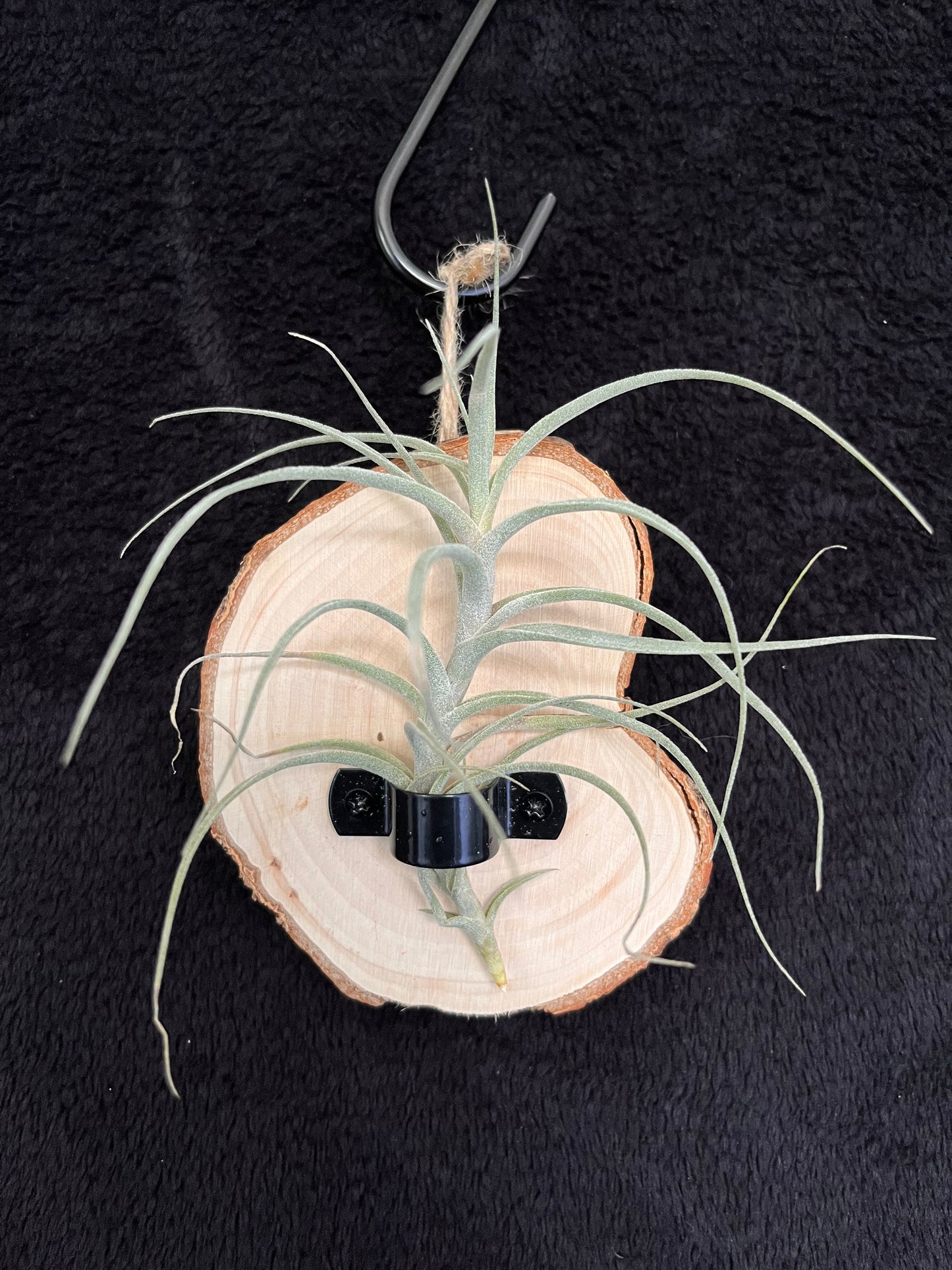 Air Plant - Tillandsia Incarnata (Queroensis) with hanging timber mount
