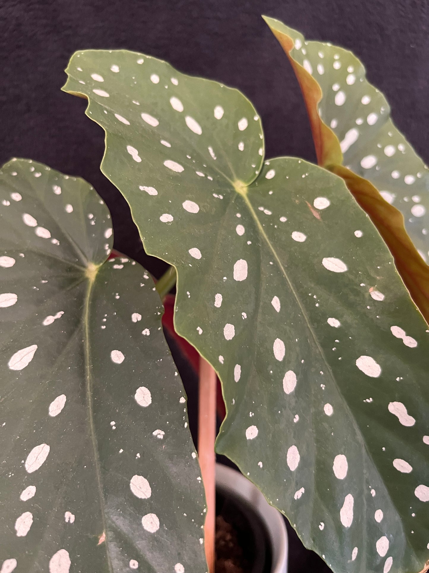 Begonia Maculata - with 120mm Duck Egg Green Ceramic Pot