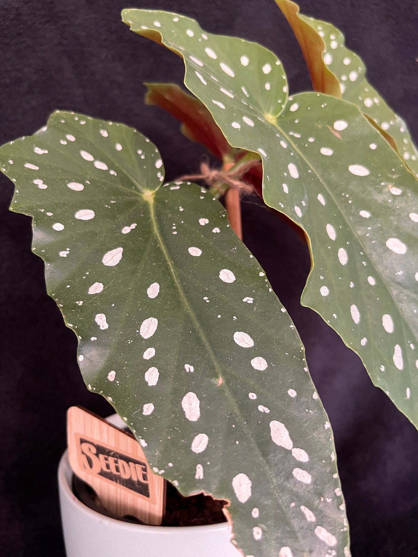 Begonia Maculata - with 120mm Duck Egg Green Ceramic Pot