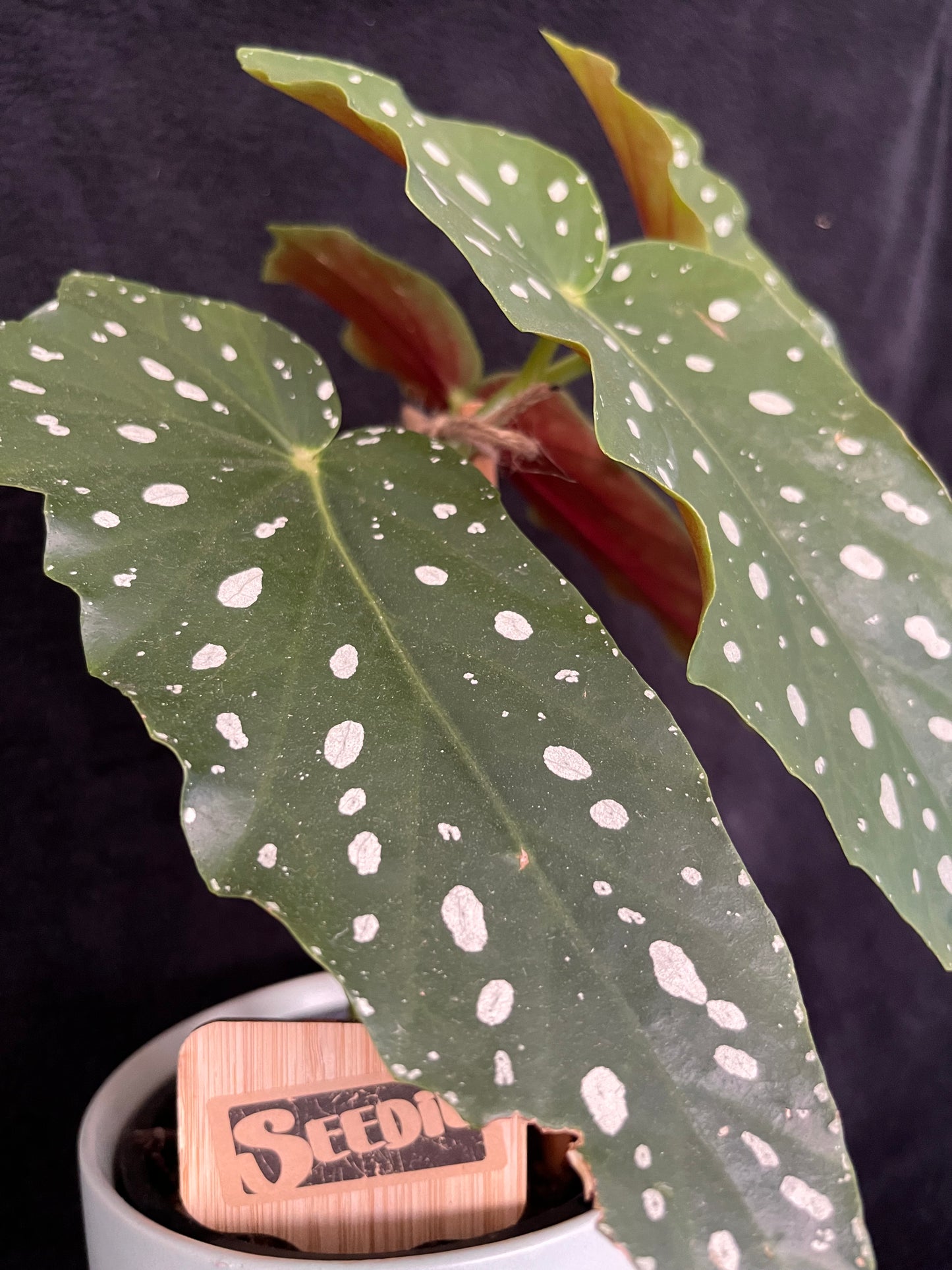 Begonia Maculata - with 120mm Duck Egg Green Ceramic Pot