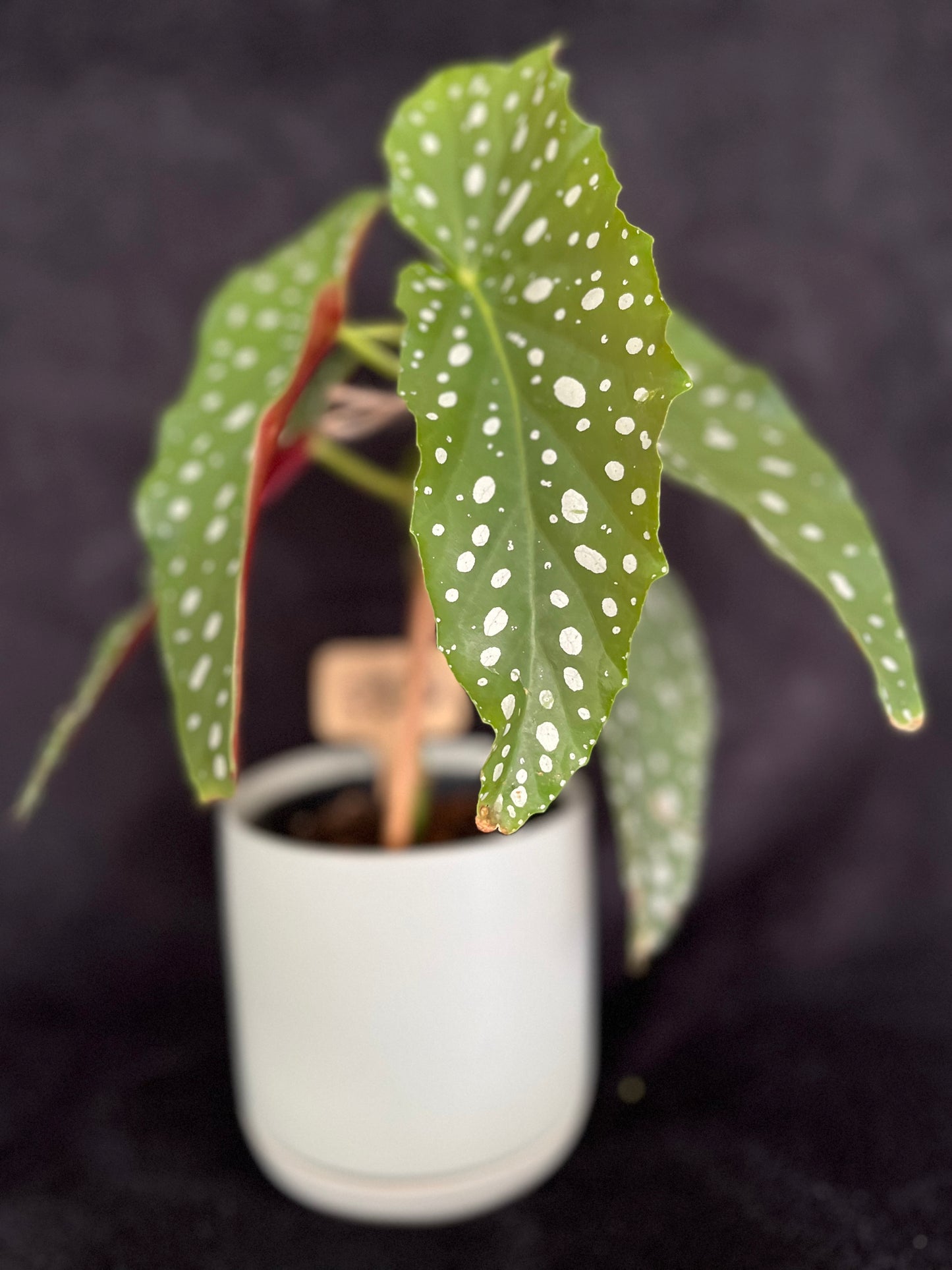 Begonia Maculata - with 120mm Duck Egg Green Ceramic Pot