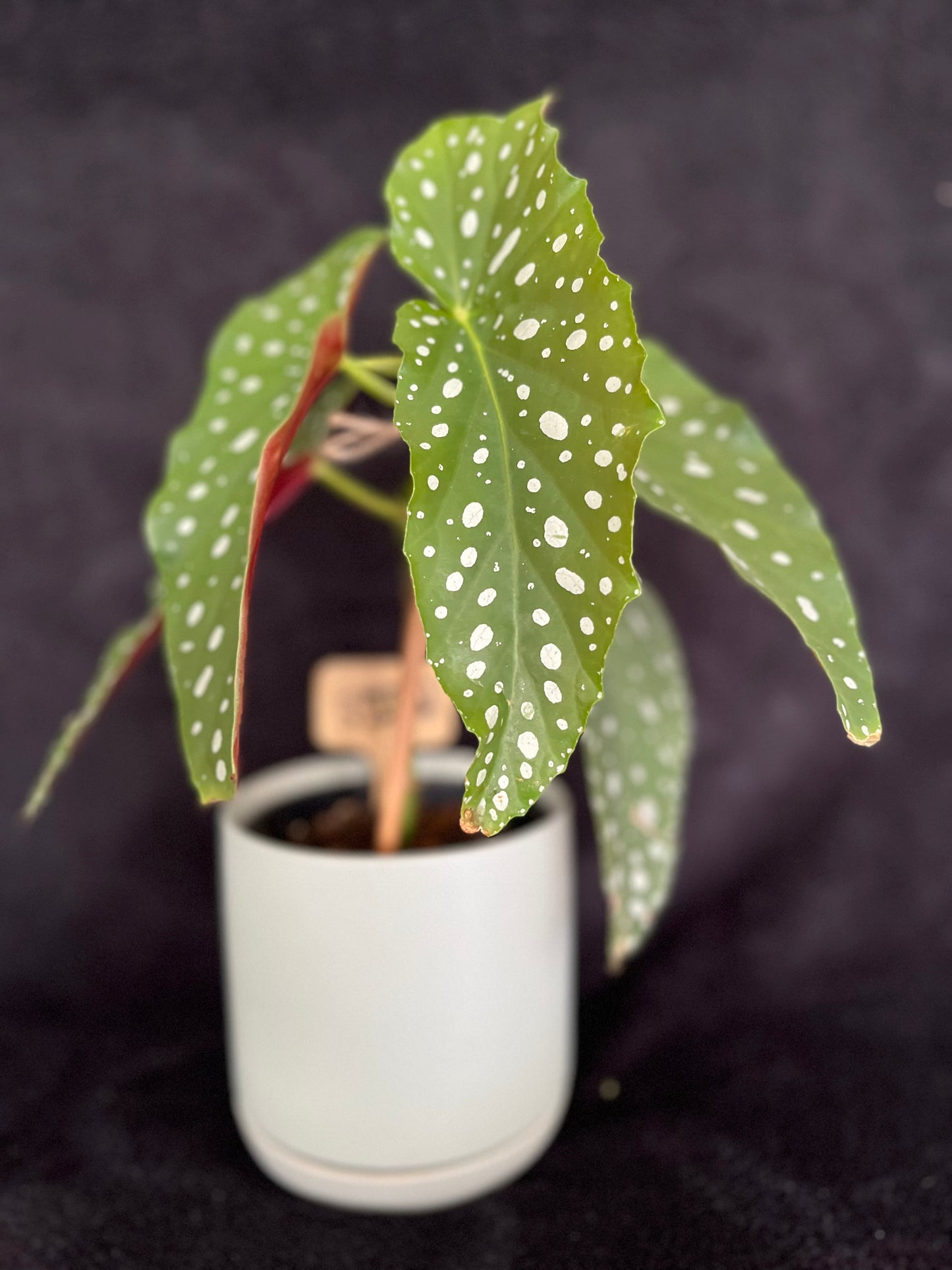 Begonia Maculata - with 120mm Duck Egg Green Ceramic Pot
