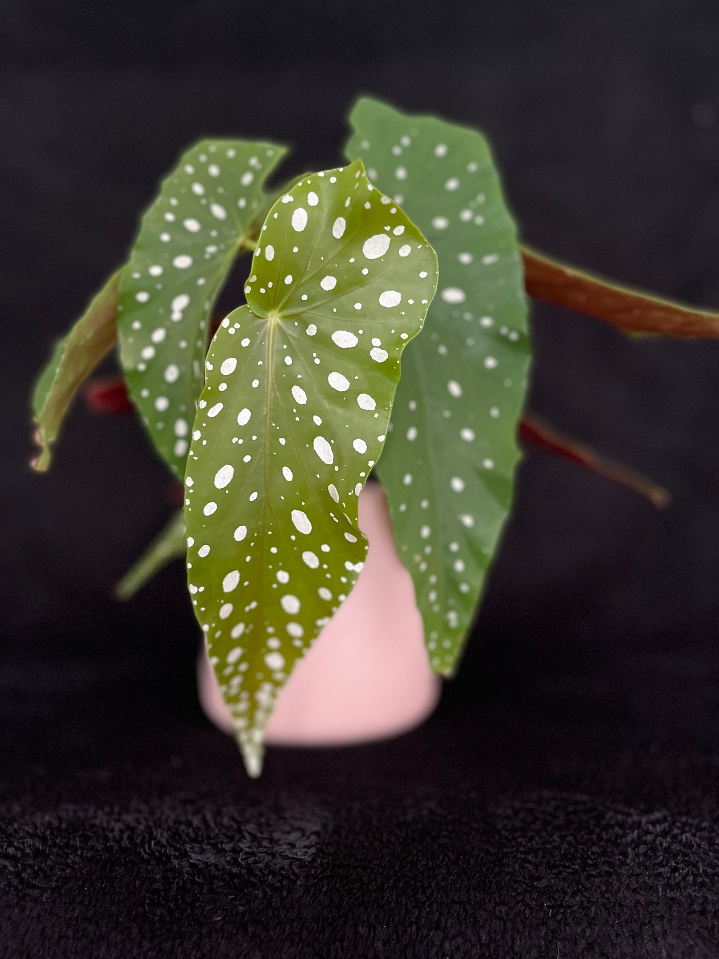 Begonia Maculata - with 120mm Pastel Pink Ceramic Pot