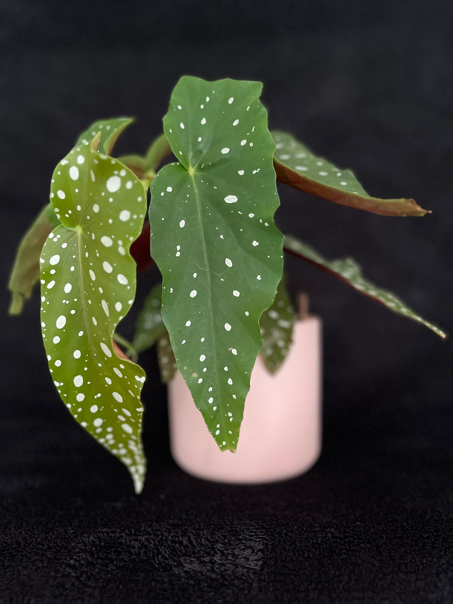 Begonia Maculata - with 120mm Pastel Pink Ceramic Pot