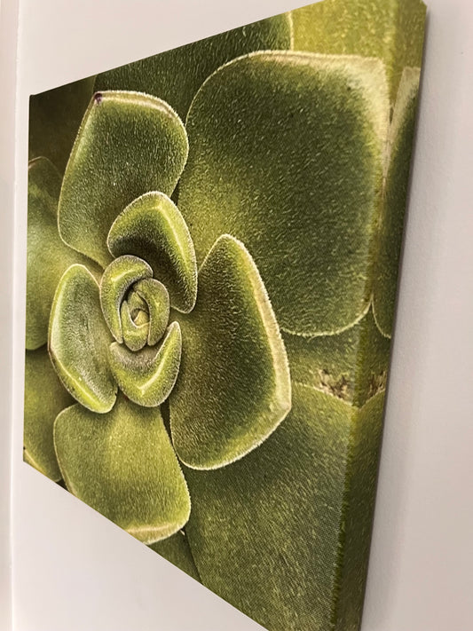 30cm x 30cm Canvas Print - Green succulent