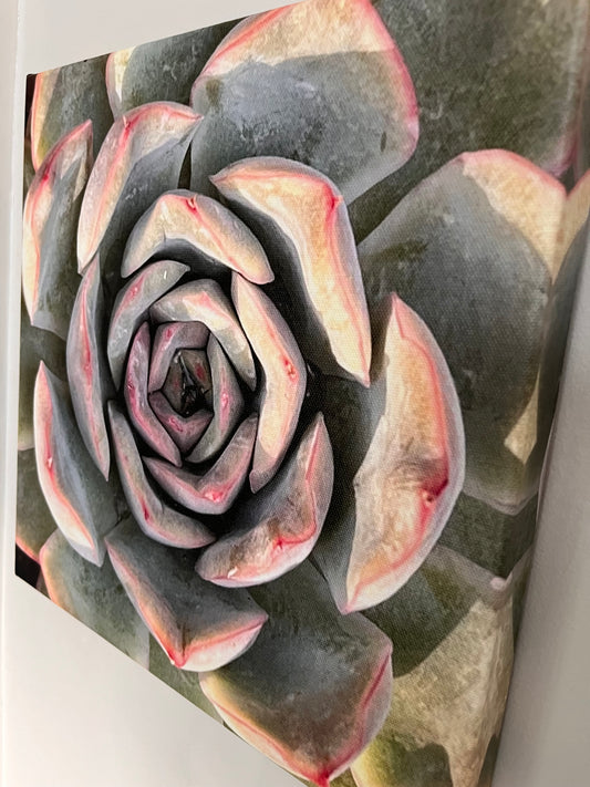 30cm x 30cm Canvas Print - Pink/Grey Succulent