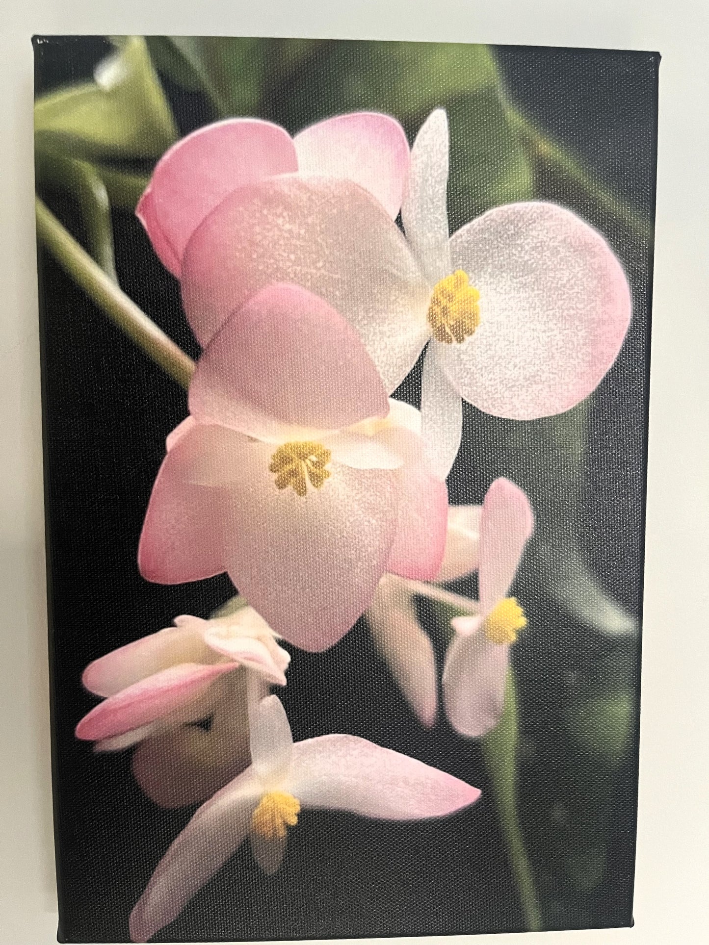 20cm x 30cm Canvas Print - Polka Dot Begonia Flower