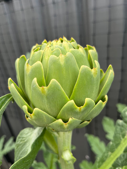 Organically grown Artichoke Seeds