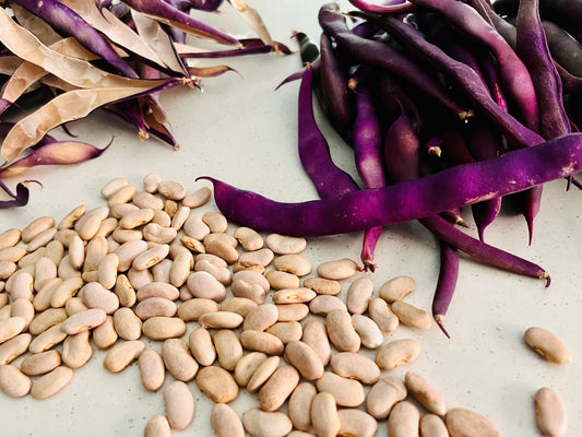 Organic Purple Climbing Bean Seeds