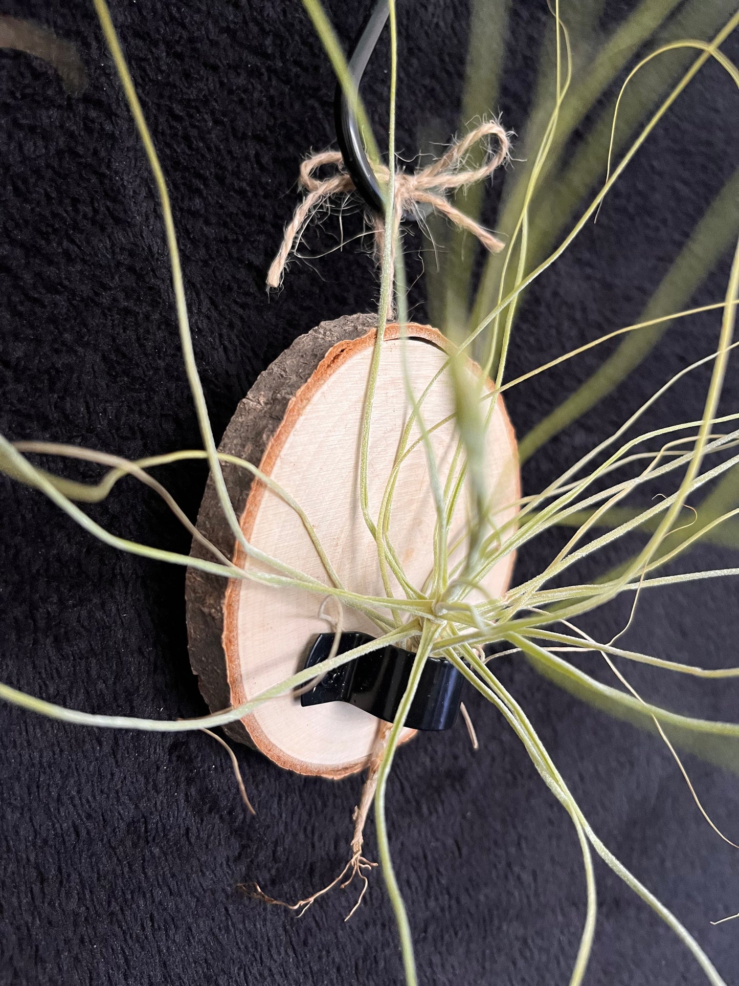 Air Plant - Tillandsia Schiedeana with hanging timber mount