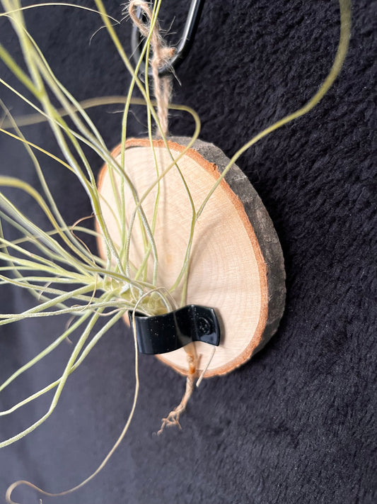 Air Plant - Tillandsia Schiedeana with hanging timber mount