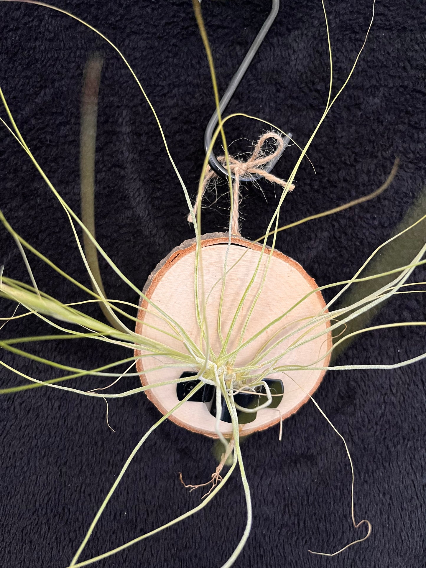 Air Plant - Tillandsia Schiedeana with hanging timber mount
