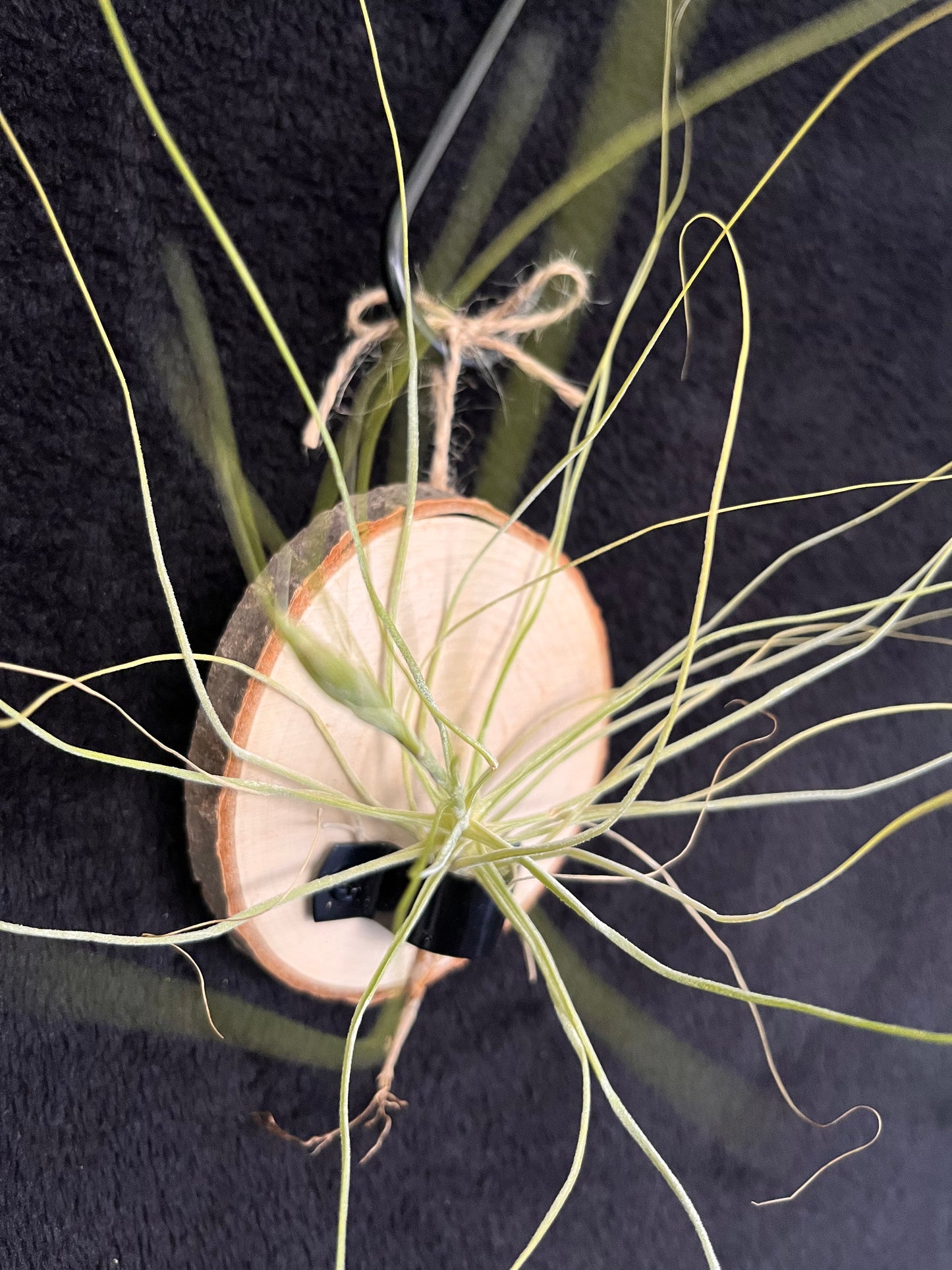 Air Plant - Tillandsia Schiedeana with hanging timber mount