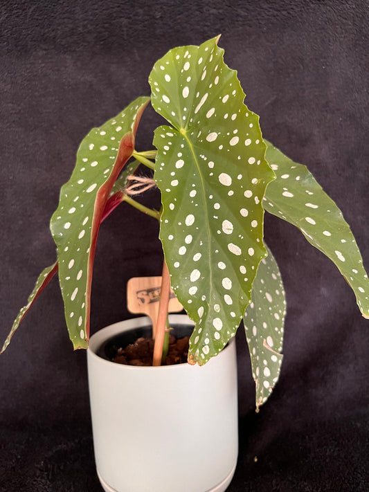 Begonia Maculata - with 120mm Duck Egg Green Ceramic Pot