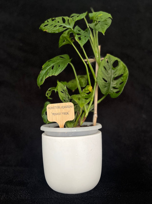 Monstera Monkey Mask - with 120mm White Ceramic Pot